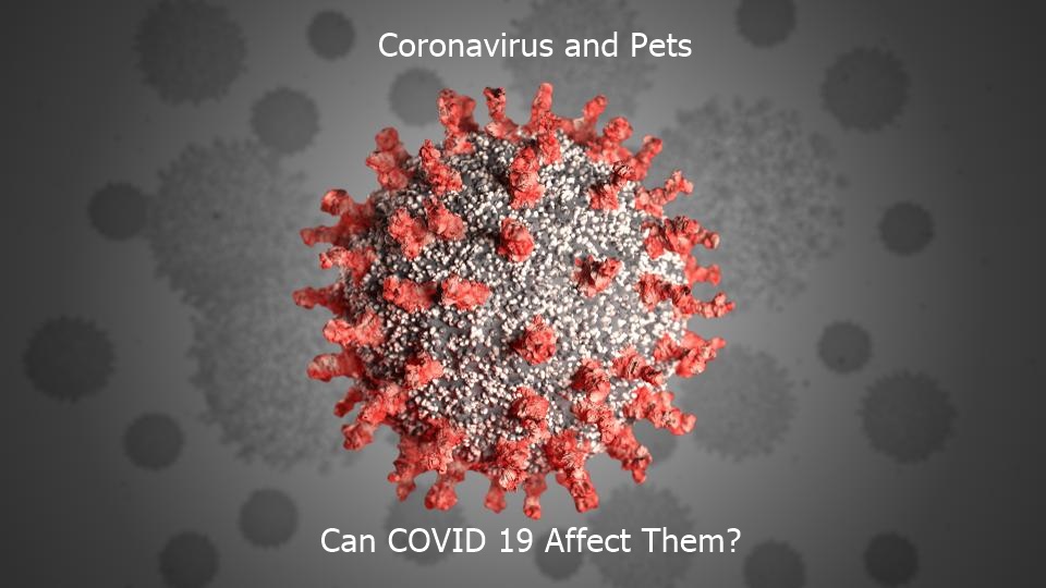 Coronavirus and Pets - Can COVID 19 Affect Them?